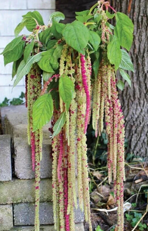 Amaranthus Seeds 35 Count Mira Variety - Edible Annual Flower, Amaranthus tricolor
