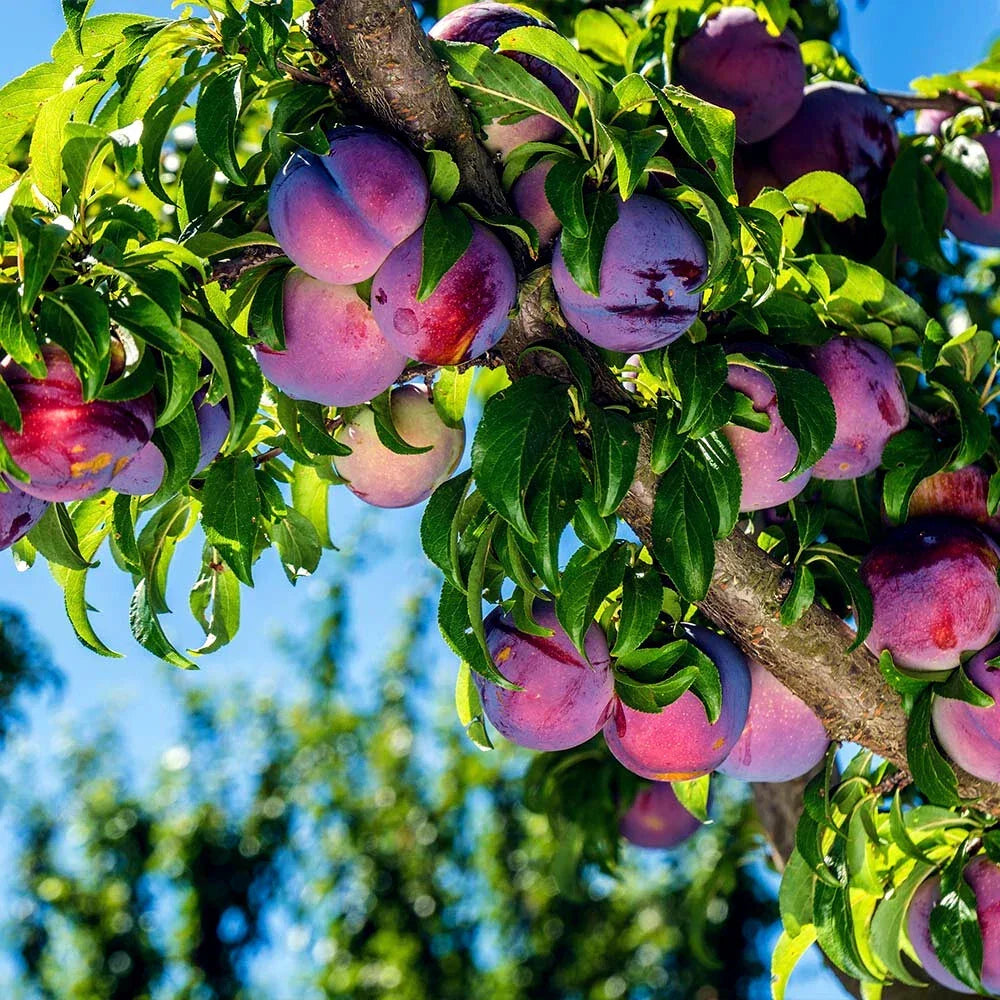 American Plum Tree Seeds - Prunus americana - Hardy Fruit Tree for Zone 3 Gardens