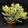 Jade Lemon N Lime Plant Starters – Rooted 4-6 Inches, Crassula ovata, Indoor/Outdoor Citrus Succulent Cuttings