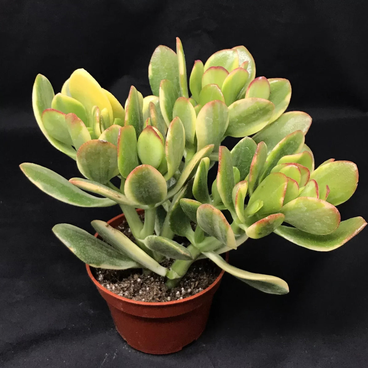 Jade Lemon N Lime Plant Starters – Rooted 4-6 Inches, Crassula ovata, Indoor/Outdoor Citrus Succulent Cuttings