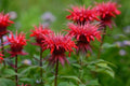 Red Bee Balm Seeds - 100 Pack, Hummingbird Flower, Monarda didyma, Perennial Pollinator Plant