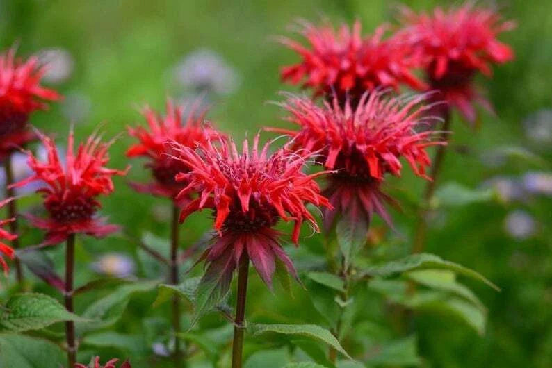 Red Bee Balm Seeds - 100 Pack, Hummingbird Flower, Monarda didyma, Perennial Pollinator Plant