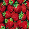 Everbearer Strawberry Plants - 10 Bare Roots - Ft. Laramie - Hardy in Zones 3-7 - Juicy, Sweet, Self-Pollinating Fragaria × ananassa