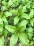 Chocolate Mint Culinary Herb Plants - 5 Perennial Rau Hung Cay Mentha for Cooking & Tea