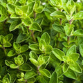 Italian Oregano Herb Seeds Non-GMO Origanum Vulgare Culinary Herb Gardening, Full Sun, Versatile Sizes