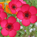 Flax Seeds - 500 Non-GMO Scarlet Red Annual Wildflower Seeds for Pollinators - Linum usitatissimum, Partial Shade Garden Plant