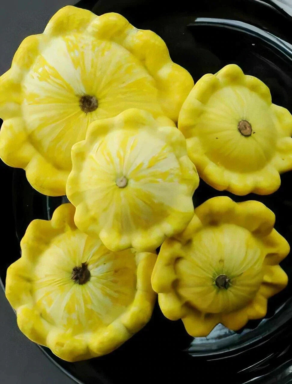 Yellow Bush Scallops Seeds - 20-700 Count, Summer Squash, Golden Custard Patty Pan, Cucurbita pepo, Compact Bush Plant