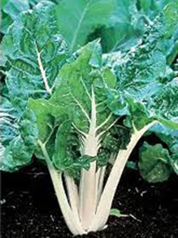 Swiss Chard Seeds – Large White Ribbed Heirloom, 25+ Beta vulgaris subsp. cicla, Crisp Leaves, Organic, Easy to Grow