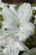 Azalea Starter Plant - Delaware Valley White - Deciduous Rhododendron with Pure White Blooms - 1-Gallon Pot
