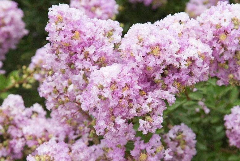 Lavender Cape Myrtle Seeds | Perennial Flower Seeds | Lagerstroemia indica | Drought-Tolerant, Full Sun, Bushy Growth