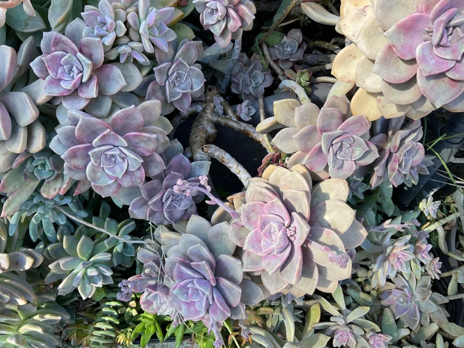 Graptopetalum Purple Delight Succulent Plant in 4” Pot, Rare Indoor/Outdoor Crassulaceae, Drought-Tolerant, Low Maintenance