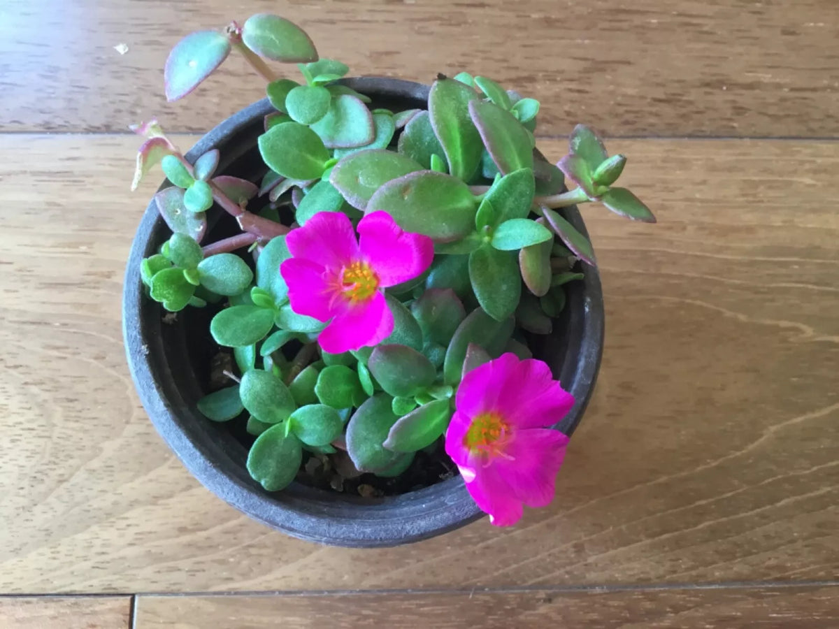 Purslane Cuttings 8-Color Mix Winter Flowering Moss Rose Portulaca oleracea for Rooting