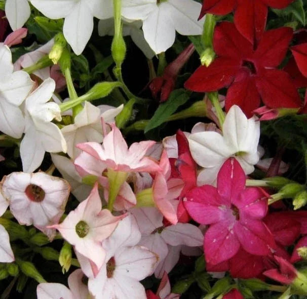Tobacco Seeds - 1000 Non-GMO SENSATION Mix (Jasmine) Fragrant Flowers - Nicotiana spp.