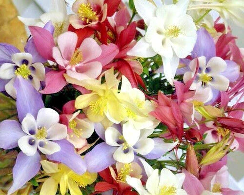 Columbine Seed Mix 400+ Seeds All Colors Aquilegia Easy to Grow Pollinator Attracting Garden