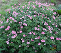 Geranium Seeds Packets – Wageningen Variety Pelargonium x hortorum for Garden, Pots & Hanging Baskets, Bright Blooming, USA