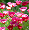 Carmine California Poppy Seeds | Pink & Purple Flower Seeds | Eschscholzia californica | Wildflower Garden Plant Pack
