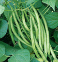 Tendergreen Green Bean Seeds - Heirloom Non-GMO Bush Vegetable Seeds - Phaseolus vulgaris, Compact Growth, 2025