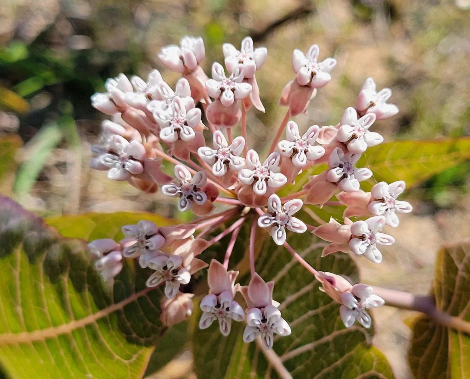 Pinewoods Milkweed Seeds, Asclepias Humistrata, Native Florida Sandhill Plant, Butterfly Attractant, Drought-Tolerant Perennial