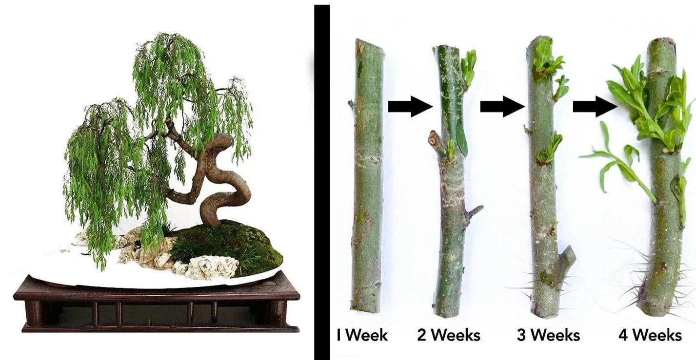 Dragon Bonsai Cuttings - Weeping Willow Tree - Dwarf Salix babylonica - Indoor Bonsai Starter Kit