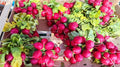Pink Beauty Radish Seeds - 500+ Count, Fast-Growing Raphanus sativus Garden Seeds for Vegetables, Container & Bed Planting