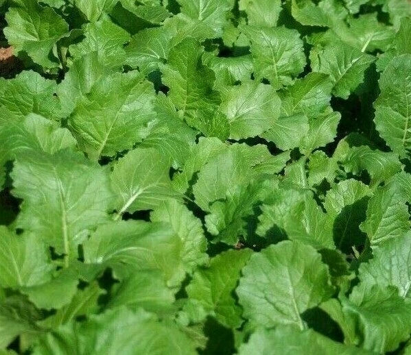 Seven Top Turnip Seeds - 1000+ Brassica rapa Salad Greens, Vegetable Garden Seeds, Heirloom Crop