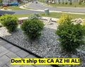 Wintergreen Boxwood Shrub 1-Gallon Pot, Buxus sinica var. insularis, Evergreen Garden Plant for Hedges & Borders