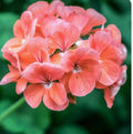 Coral Zonal Geranium Stem Cuttings - 10 Pelargonium Cuttings for Rooting
