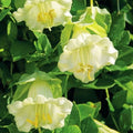 Cobaea White Cathedral Bells Vine Seeds – Climbing Flower, Cup & Saucer, Pollinator Attracting, 5 Pack, Cobaea scandens