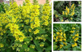 Yellow Loosestrife Root Systems Starts – Perennial Wetland Plant for Marsh, Bog Gardens – Lysimachia vulgaris
