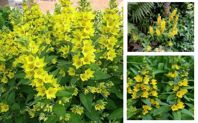 Yellow Loosestrife Root Systems Starts – Perennial Wetland Plant for Marsh, Bog Gardens – Lysimachia vulgaris