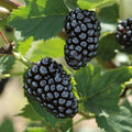 Blackberry Cuttings 8-inch Organic Non-GMO Rubus fruticosus Propagation Plants