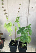 Thai Basil Plant - Live Culinary Herb in Pot - Aromatic Ocimum basilicum var. thyrsiflora for Cooking and Garden