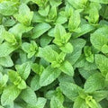 Premium Spearmint Herb Seeds - Mentha spicata, 200+ Fresh Seeds for Culinary, Tea & Aromatic Uses, Indoor & Outdoor Gardening