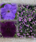 Lantana & Petunia Live Plants Combo, 6" Baby Plants, Trailing Lavender Lantana & Easy Wave Purple & Blue Petunias, Plant Plugs