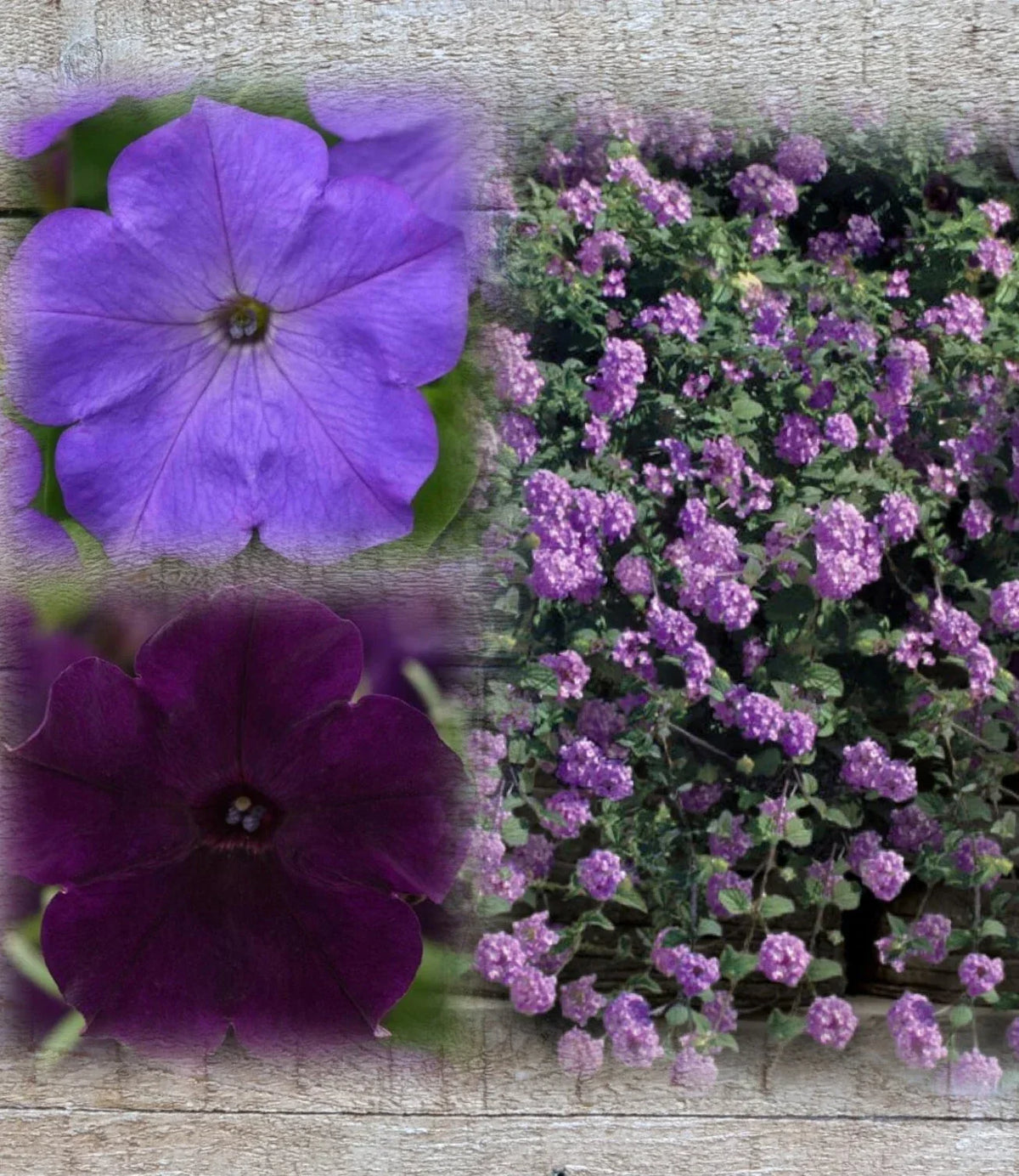 Lantana & Petunia Live Plants Combo, 6" Baby Plants, Trailing Lavender Lantana & Easy Wave Purple & Blue Petunias, Plant Plugs