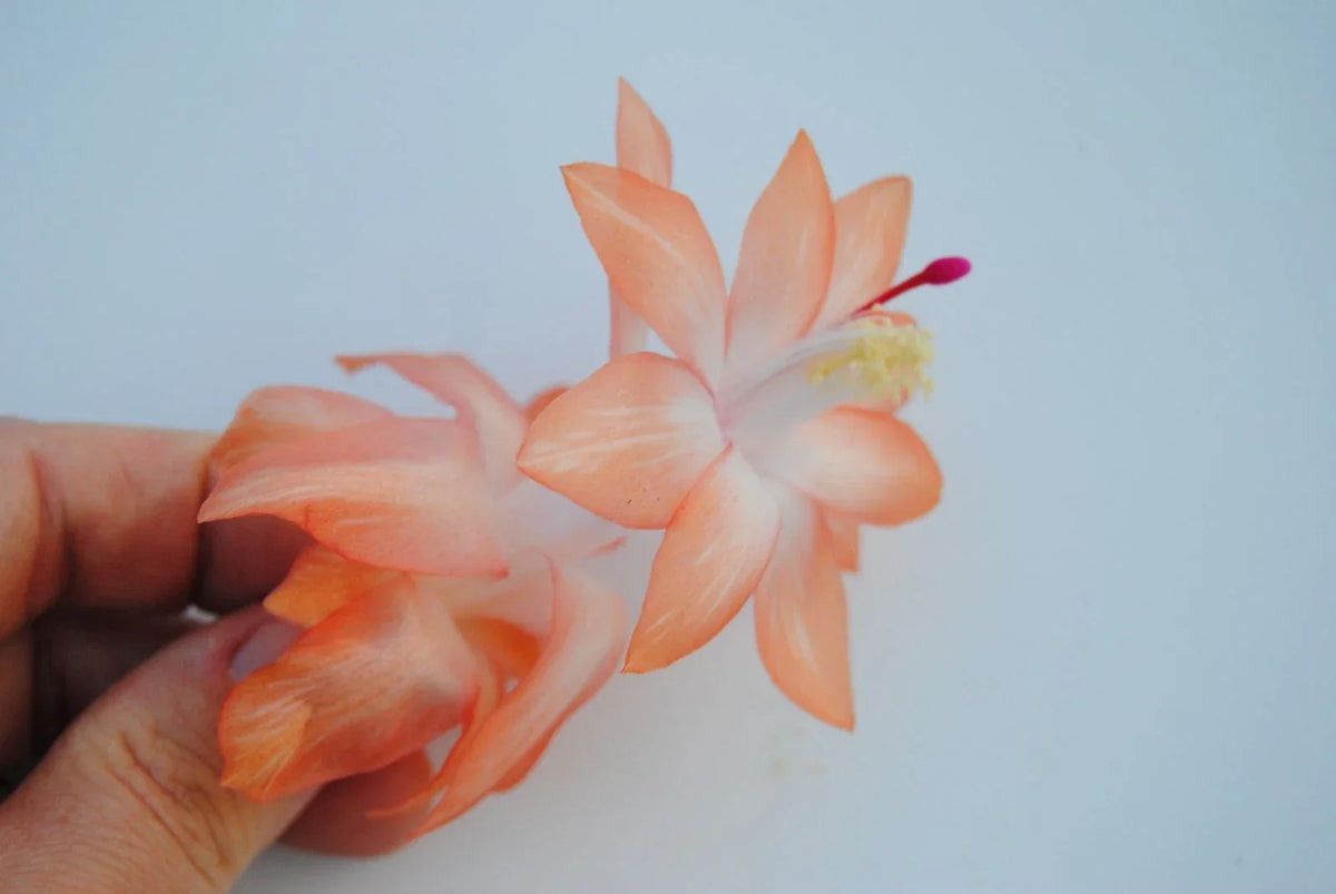 Christmas Cactus Starter Plant - Schlumbergera Truncata - Chinese Dragon - Indoor Succulent for Home Decor