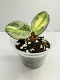Hoya Argentea Princess Rooted Cutting - Variegated Hoya Carnosa Var. Argentea - 3.5" Starter Plant