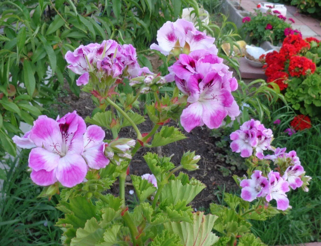 Pelargonium Cuttings 2 x 6" Purple & White Regal Geranium Pelargonium x domesticum