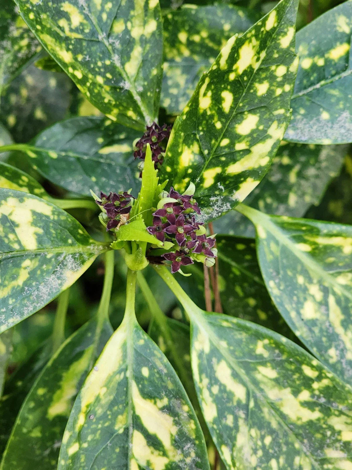 Gold Dust Variegated Aucuba Live Plant Bare Root - Aucuba japonica 'Variegata' for Shade Gardens & Indoor Decor
