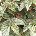 Angel Wing Begonia Snow Capped Plant - Variegated Foliage, Easy Care Indoor Houseplant - Begonia maculata in 4-inch Pot