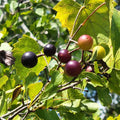 Southern Fox Grape Seeds | Vitis rotundifolia | Native Florida Vine for Garden, Vineyard, or Trellises | 25 Pack