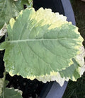 Tree Collards Cuttings - Organic Brassica Oleracea Var. Alboglabra - Kosmic Kale Propagation for Gardens