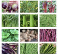 Asian Vegetable Seeds Set of 20 Packets, Non-GMO Heirloom Asian Vegetables for Gardening