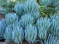 Blue Chalk Sticks Succulent Cutting | Senecio mandraliscae | Easy Care, Drought Tolerant, Unrooted Live Plant