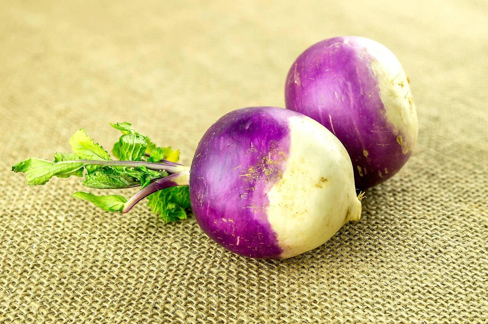 American Purple Top Rutabaga Seeds - Organic Non-GMO Brassica napus for Home Gardening, Nutritious Roots