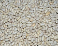 Great Northern Soup Bean Seeds – Organic Phaseolus vulgaris, Bush Type, Hearty, Non-GMO, Pack of 50 Seeds, Free Shipping