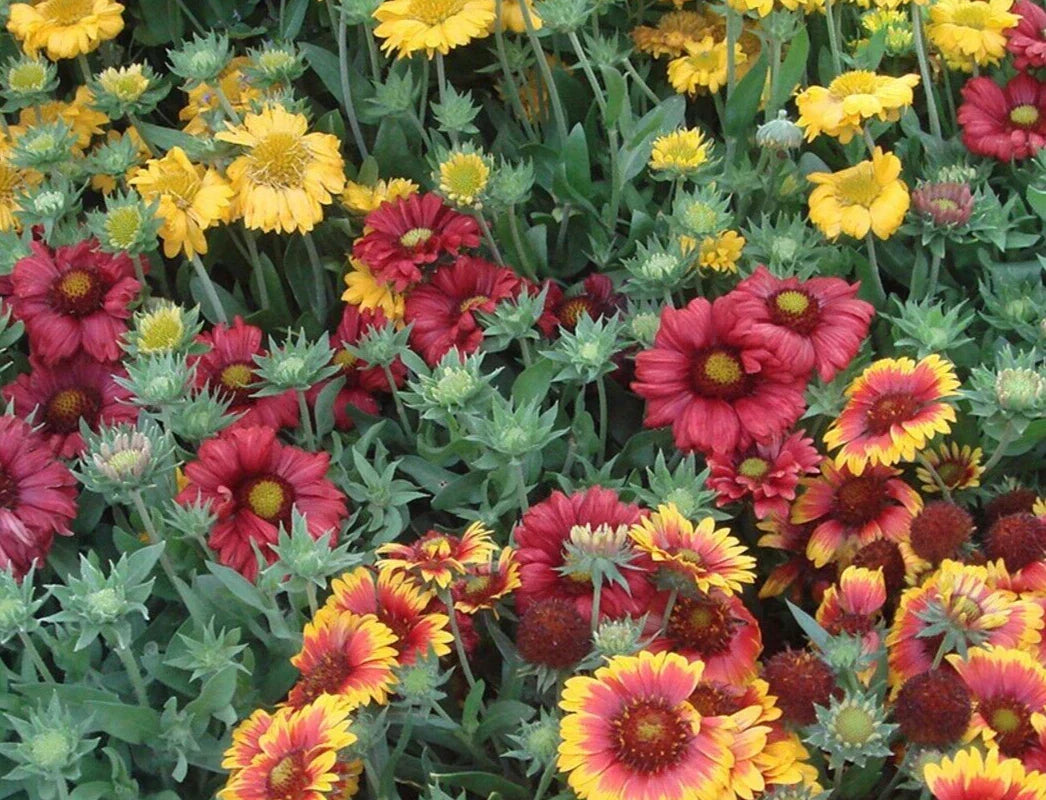 Gaillardia Seeds Monarch Mix - Blanket Flower, Bright Colorful Blooms, Drought Tolerant, Perennial, 25 Pack