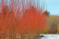 Flame Willow Trees 4 Pack - Vibrant Orange and Red Bark - Salix matsudana 'Flame' - Garden Landscape Plants