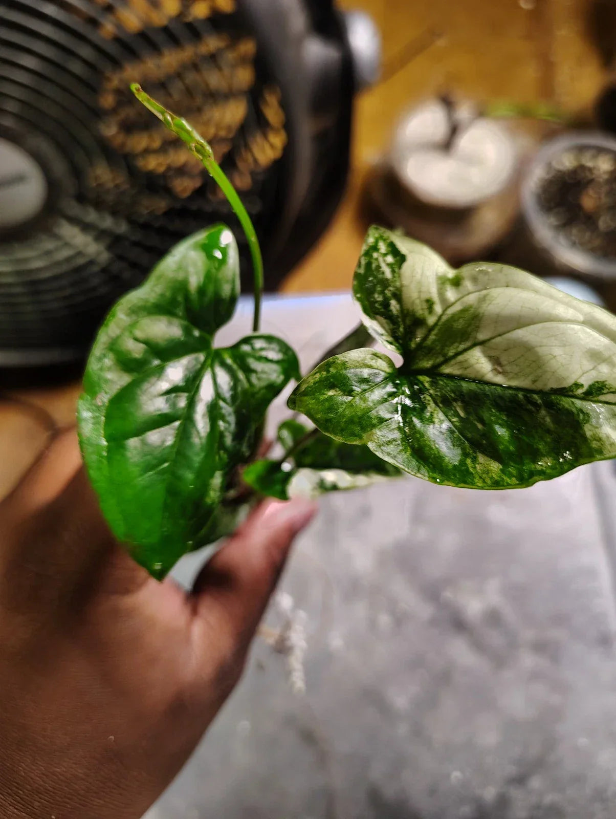 Syngonium Cutting, White Variegated, Highly Rooted, Syngonium podophyllum Indoor Plant, Low-Light Foliage Plant