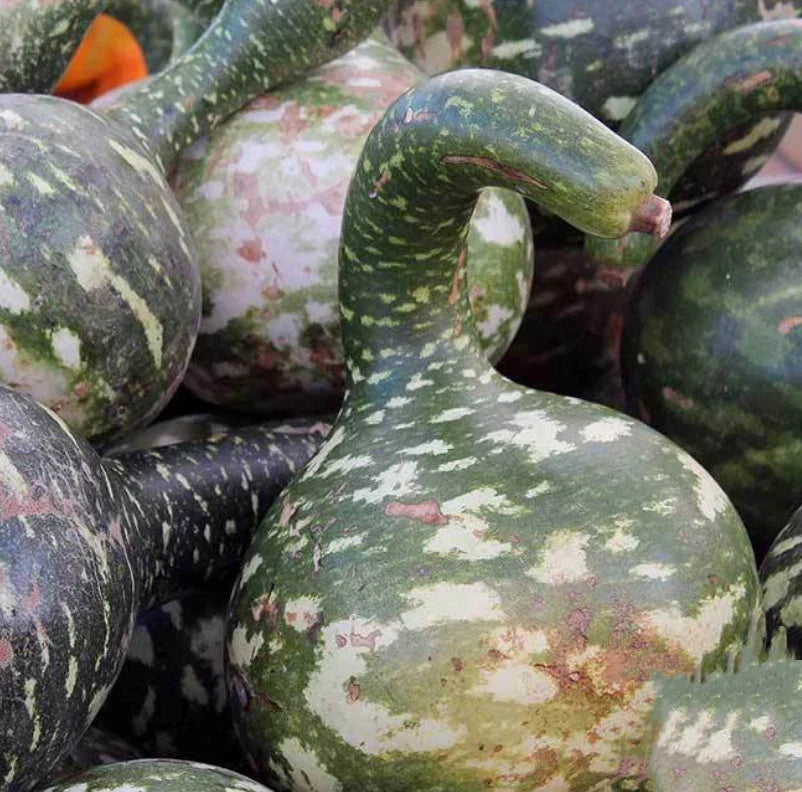 Dipper Gourd Seeds - Non-GMO, Decorative Arts & Crafts, Lagenaria siceraria, 20 Seeds